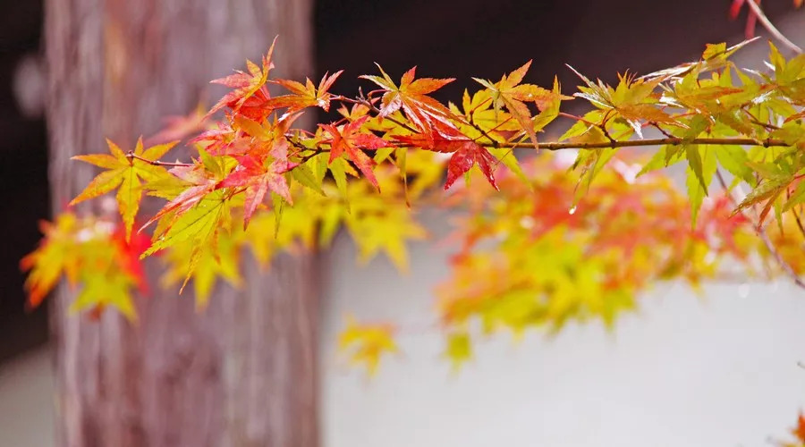 纳兰词十首最好的词的注解,最深情的一首纳兰词