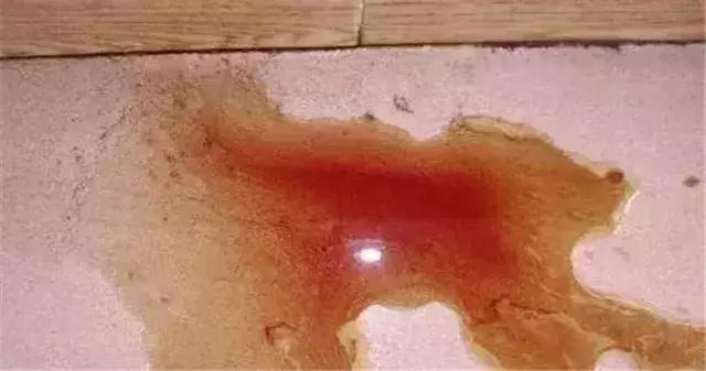 狗食物中毒肾衰竭,狗肾衰竭放弃治疗能活多久