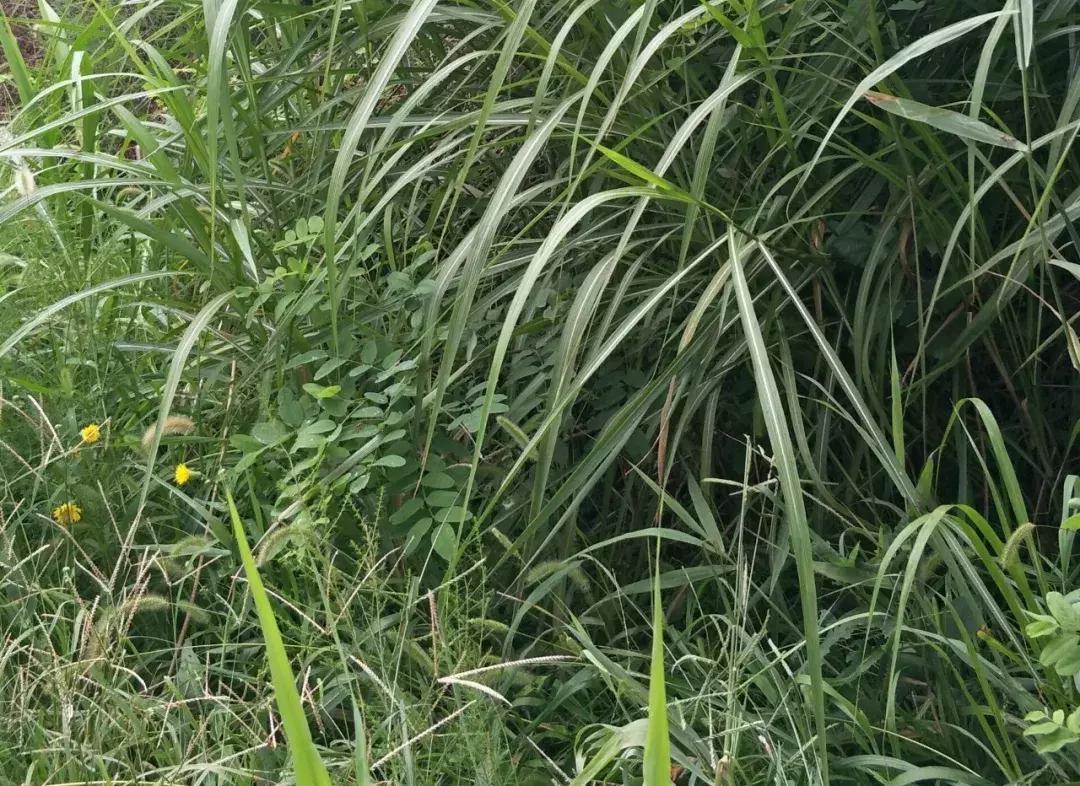 东营微文化发展趋势,东营微文化直播