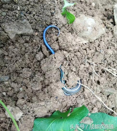 蓝色的四脚蛇有毒吗？村民表示吓死了