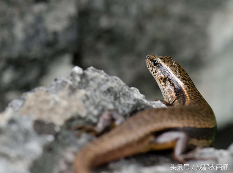 蓝色的四脚蛇有毒吗？村民表示吓死了