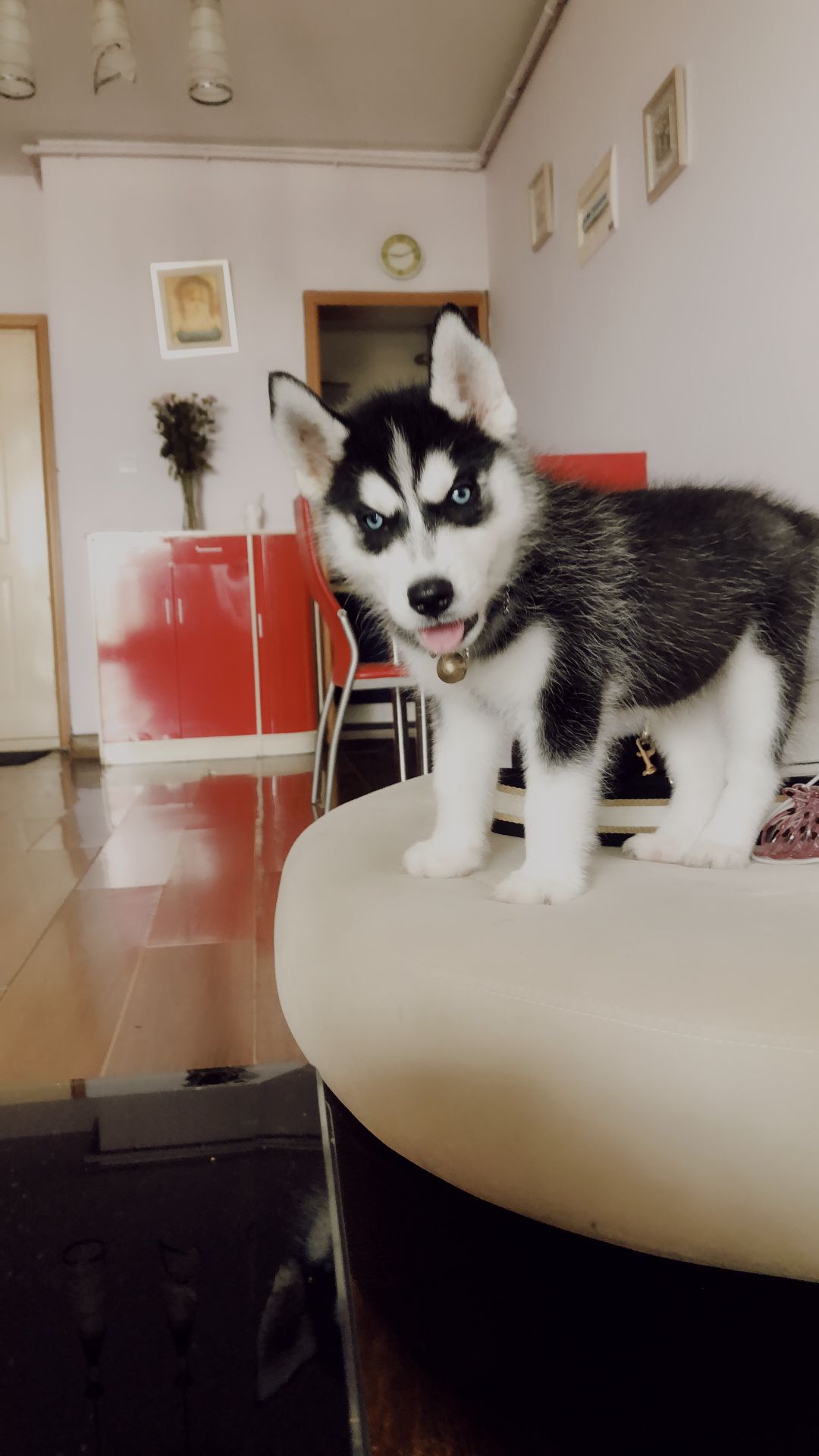 哈士奇折耳了怎么办,怎么照顾哈士奇