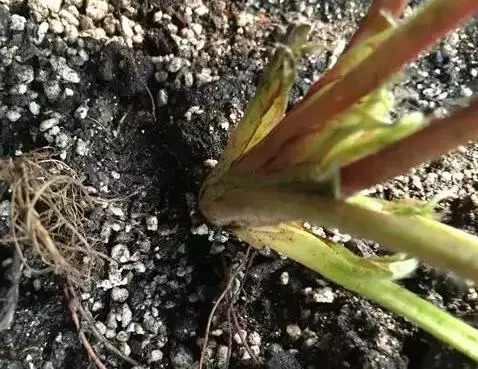 草莓穴盘苗怎么定植,无土栽培立体草莓定植及管理