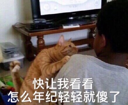 原来猫咪也会尴尬的表情包,猫咪真令人头大表情包