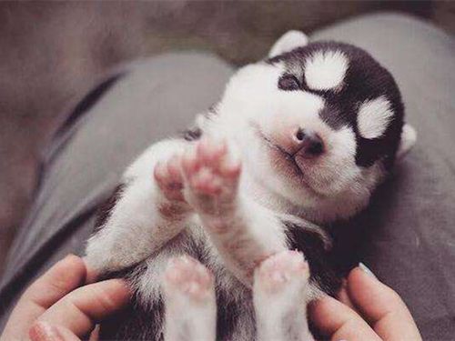 刚到家的小狗要熬过几天的危险期,刚买回来的小狗应该怎么养