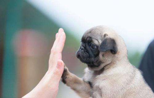 小狗刚到家怎么养柯基呢,小狗刚到家关笼子里一直叫怎么办