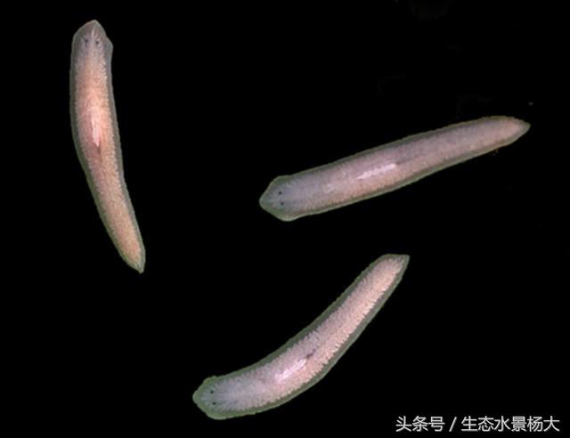 不伤虾的杀蓝藻方法,不伤稻田虾除纤毛虫的药