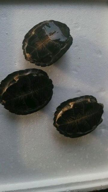 齿缘龟的正确养殖方法,齿缘龟最佳水养方法