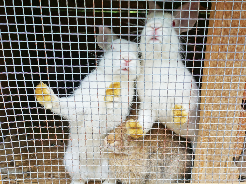 大森林里的小木屋秋雨后美成让人窒息云海小木屋离北京120公里