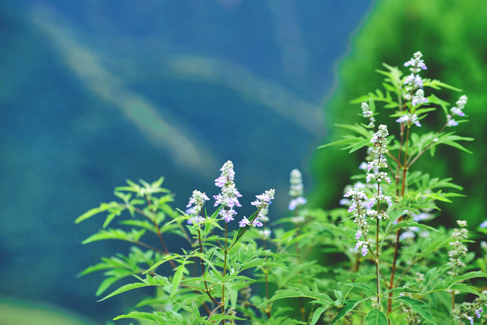 大森林里的小木屋秋雨后美成让人窒息云海小木屋离北京120公里