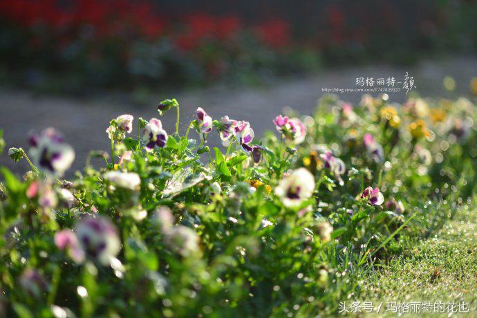 园丁修剪灌木,开满鲜花的小路教学设计一等奖