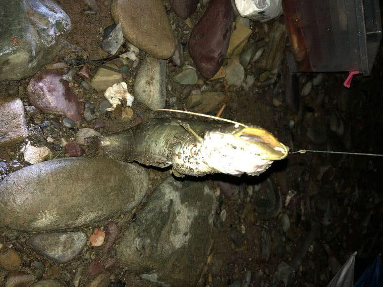 夜钓黄蜂鱼和土鲶一大盆，被鱼鳍割破了手