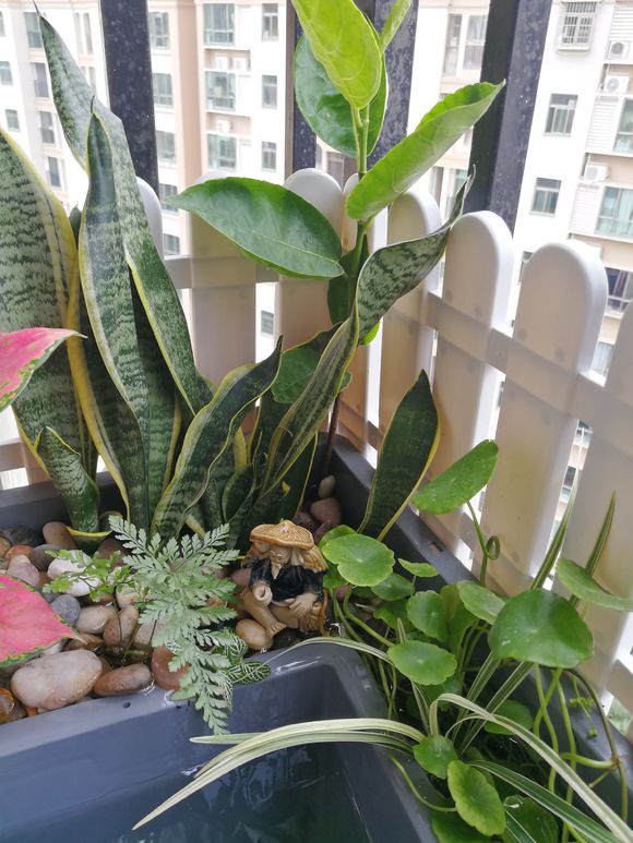 「龟龟环境篇」沼泽过滤(bogfilter):一种原生态水处理技术