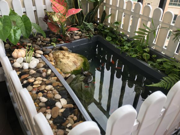 龟缸沼泽过滤系统视频,龟池沼泽过滤