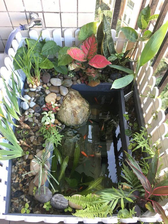 龟缸沼泽过滤系统视频,龟池沼泽过滤