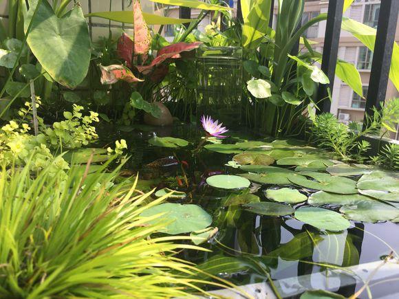 「龟龟环境篇」沼泽过滤(bogfilter):一种原生态水处理技术