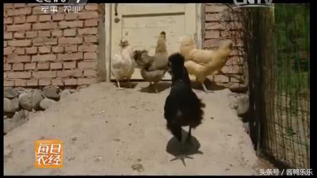 敢和毒蛇过招的动物,敢跟蛇较量的是什么动物