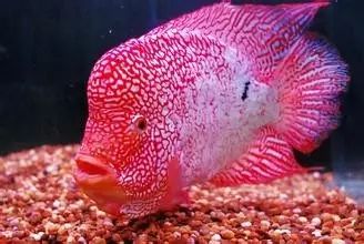 罗汉鱼刚起头需要怎么养,罗汉鱼饲养者怎么养