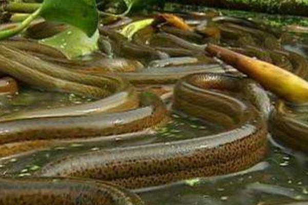 黄鳝正确的养殖是怎么养,黄鳝的野生养殖技术与管理