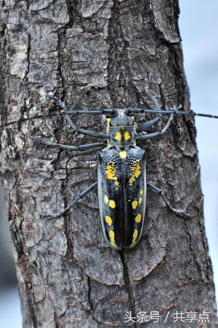初秋南太行——天牛四种