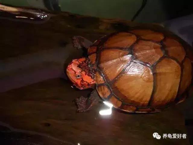 进口红面蛋龟和小种红面蛋龟区别,头盔蛋龟和红面蛋龟哪个值得入手