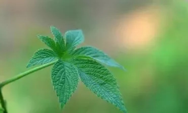 割人藤葎草不只会割人,还能够作调料