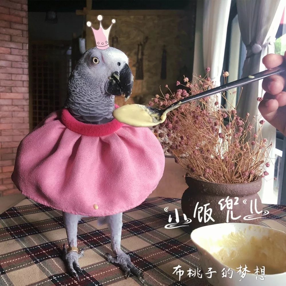 一周爆卖上百件鹦鹉尿布兜，这家淘宝店专给土拨鼠、蜥蜴做衣服