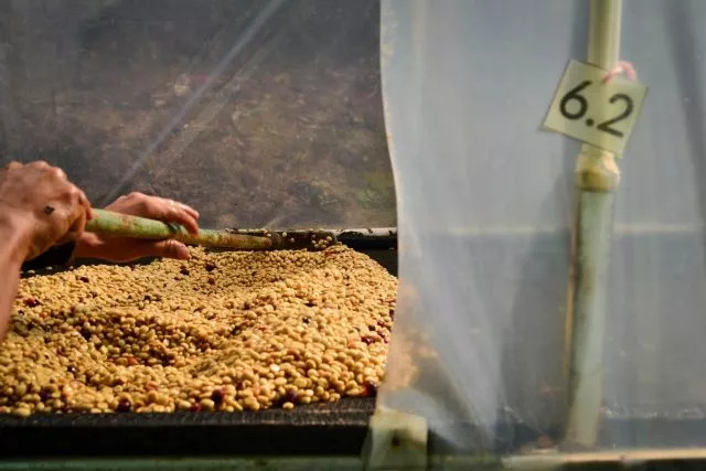 哥斯达黎加黑蜜咖啡,咖啡产区有什么区别