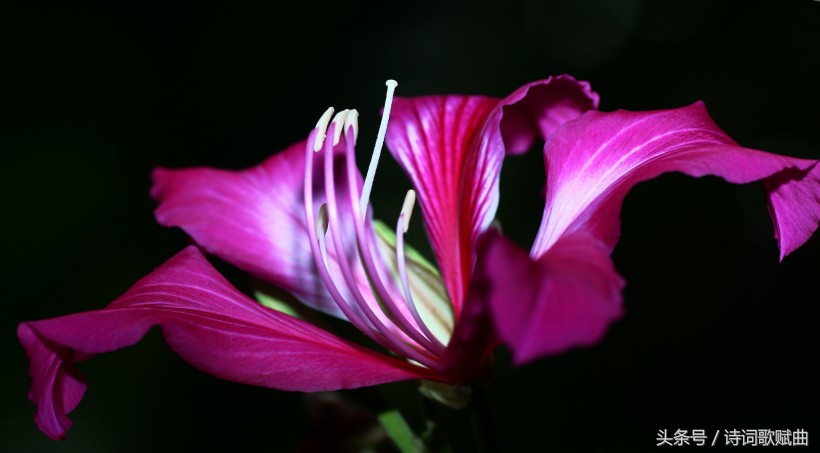 毛*东泽**经典诗词，气魄宏大，每一首都激荡着气势磅礴的英雄气概