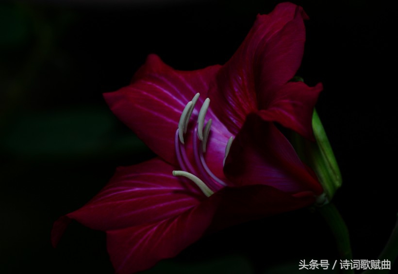 毛*东泽**经典诗词，气魄宏大，每一首都激荡着气势磅礴的英雄气概