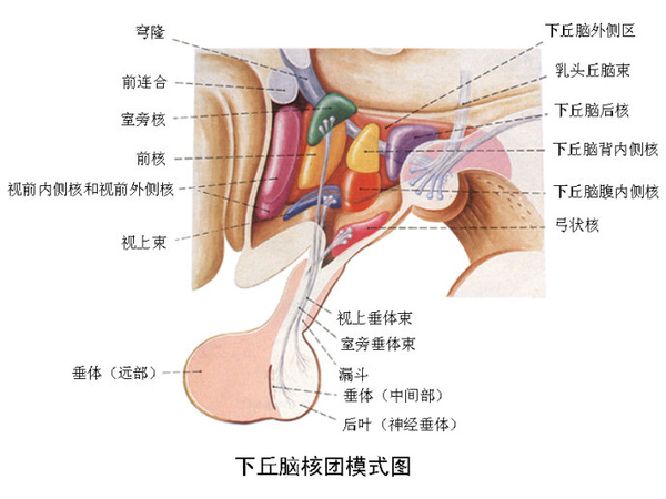 男性泌乳素增高会导致不孕不育吗,男性垂体泌乳素高造成不育