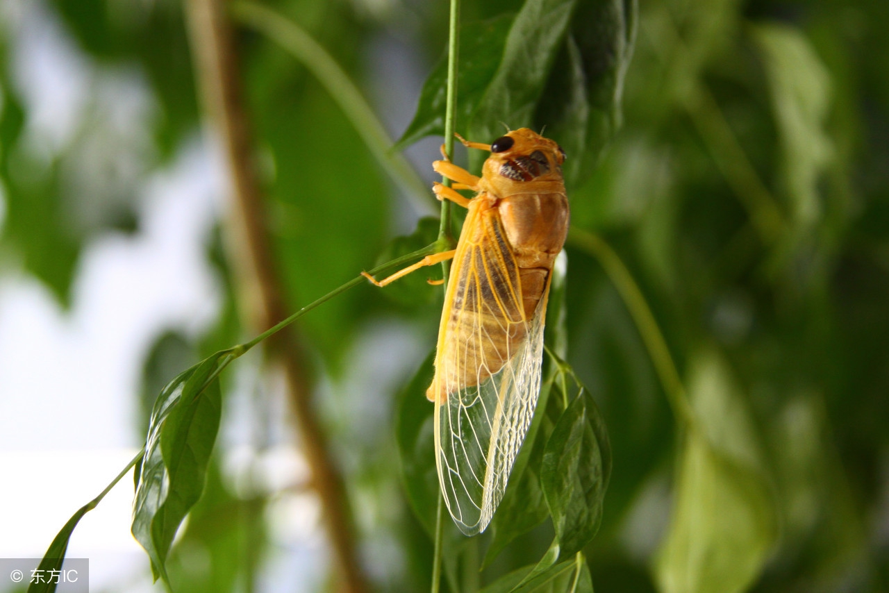 夏日蝉鸣的经典散文,蝉的唯美散文