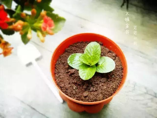 奥利奥创意吃法,最新潮的奥利奥吃法