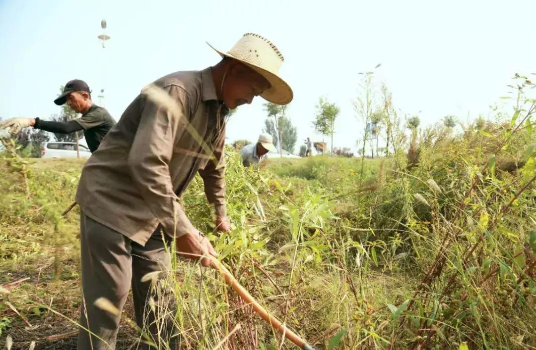 菊花最常见最严重虫害,菊花虫害有哪些