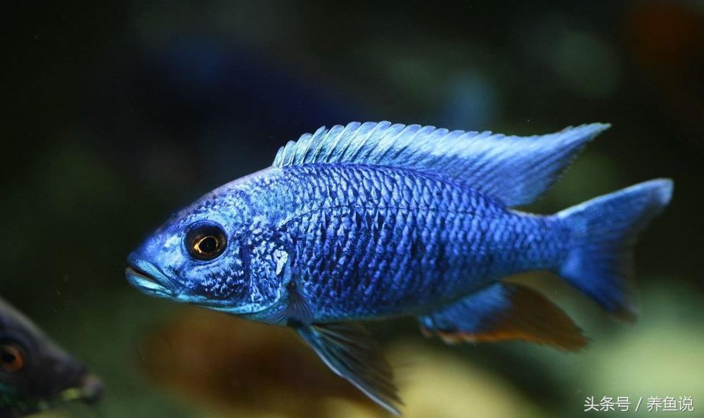 三湖慈鲷肠胃疾病治疗,三湖慈鲷常见病