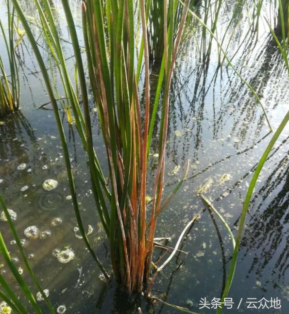 马蹄枯杆病怎么防治?,马蹄死苗是什么病怎样防治