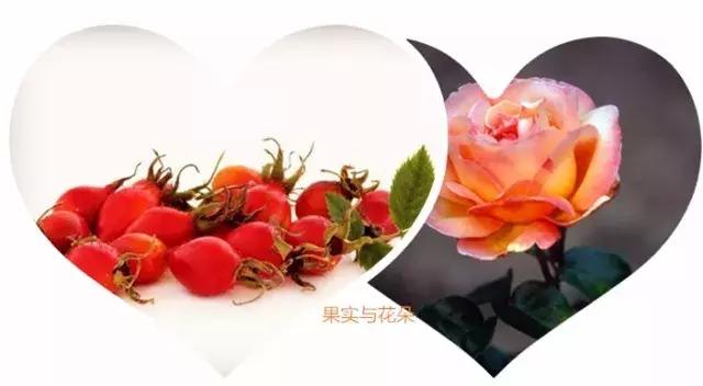 trilogy萃乐活玫瑰果油怎么用,trilogy萃乐活玫瑰果油怎么看真假