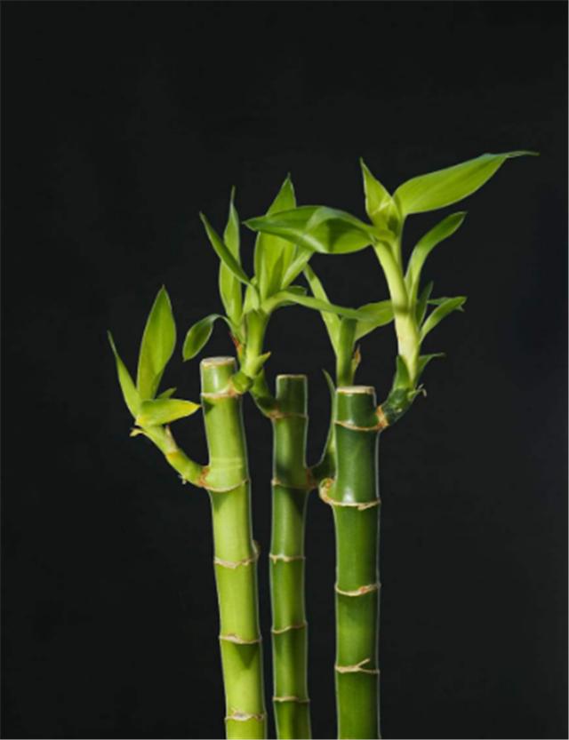 水培富贵竹生根了，如何换水，其实很简单！