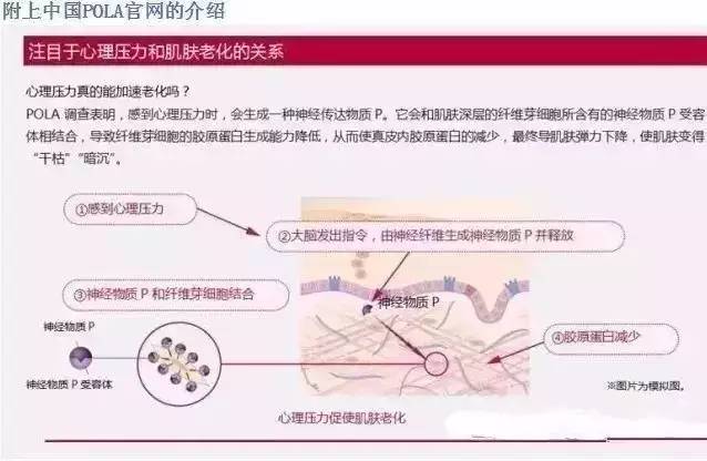 pola皮肤管理全系列,pola美白全系列