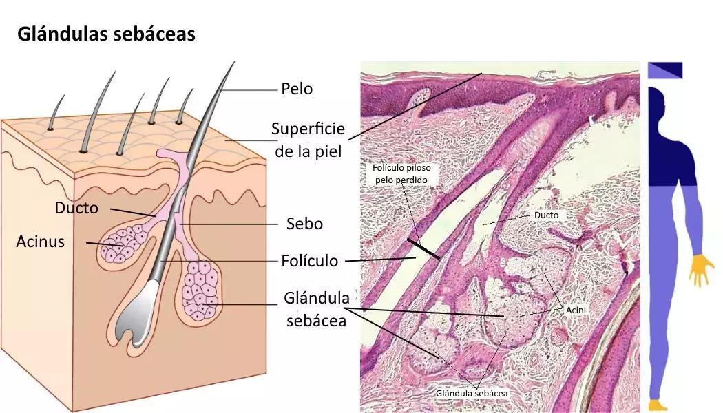 基础护肤|不同肤质的护肤重点(油皮篇)