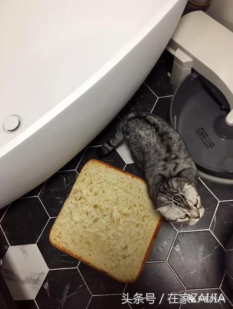 有衣帽间榻榻米的卧室,7平米榻榻米衣帽间