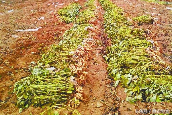 花生红蜘蛛防治,花生褐斑病药剂防治