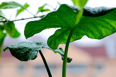 滴水观音茎基部腐烂？可能是浇水浇多了！滴水观音如何浇水？