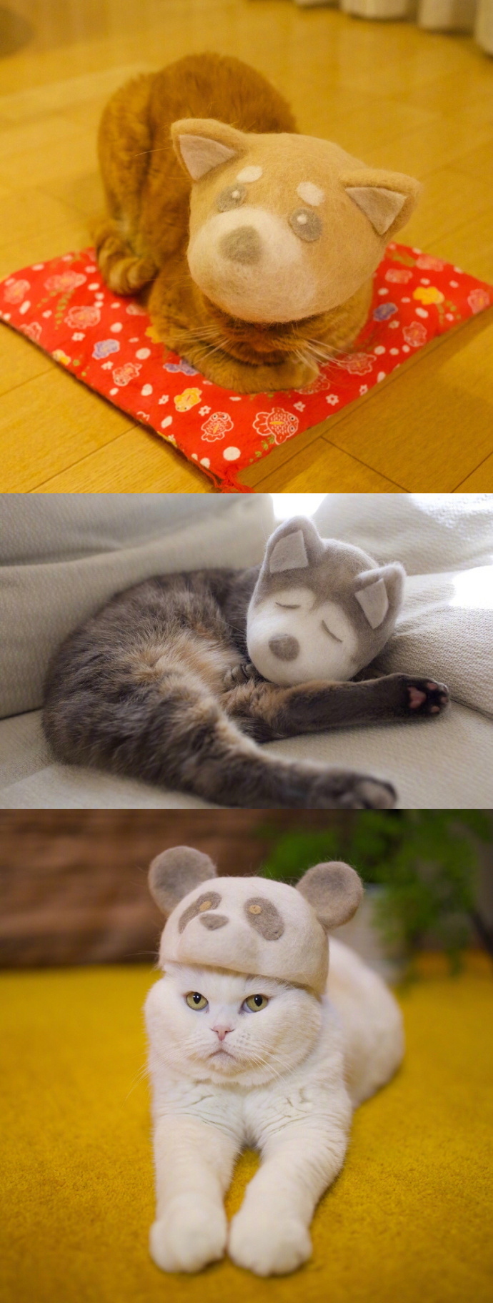 宠物掉毛怎么去除,宠物掉毛如何打理毛发毛囊