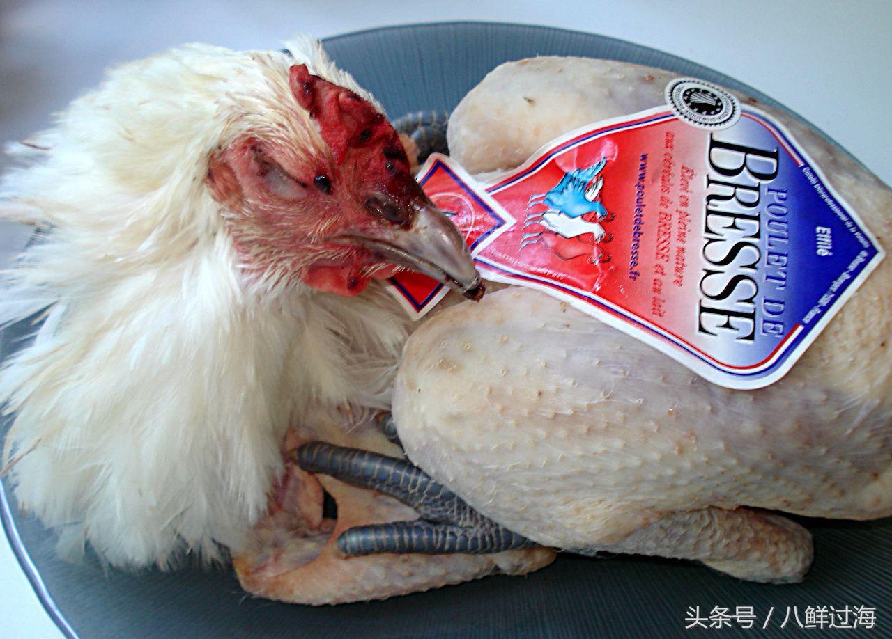 布雷斯鸡有多厉害,布雷斯鸡是什么鸡