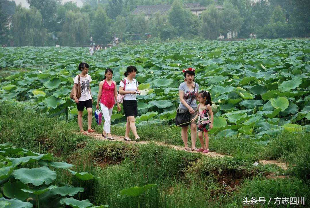 方志四川纪录片全集,四川地方志旧志整理