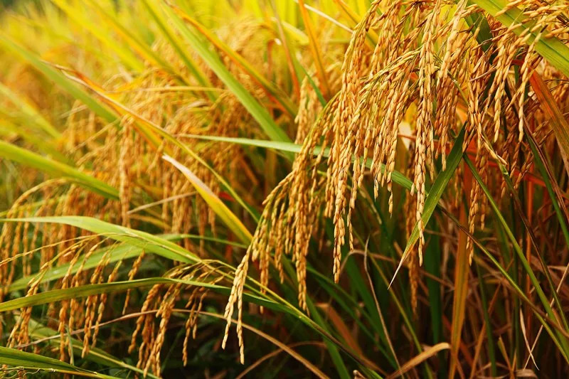 威远有一片神奇的土地，种出神奇的东西，据说吃了能长寿……