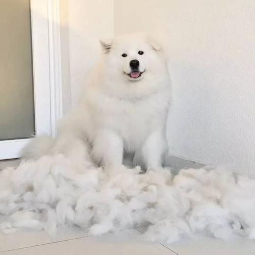 宠物为什么会容易丢失呢,宠物掉毛是什么原因