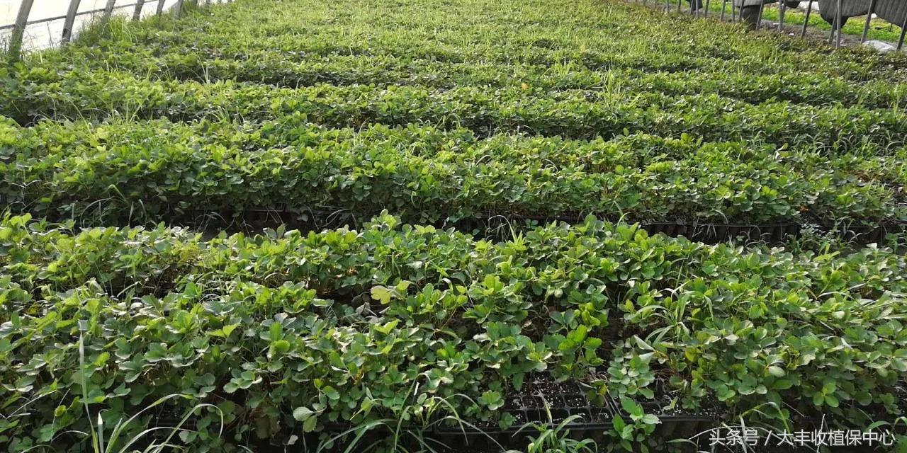 种草莓什么苗最好,种草莓是买种子好还是苗好
