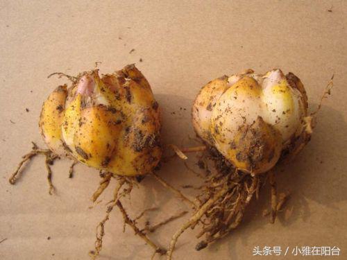 秋天种盆它,比吊兰还好养,开花一丛丛,花香满屋